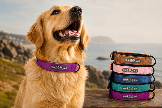 Collar Personalizable para Perros